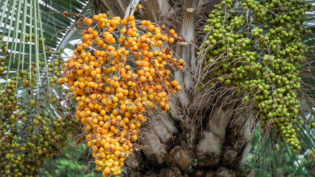 Essa palmeira rústica embeleza o quintal e ainda produz frutos diferentes