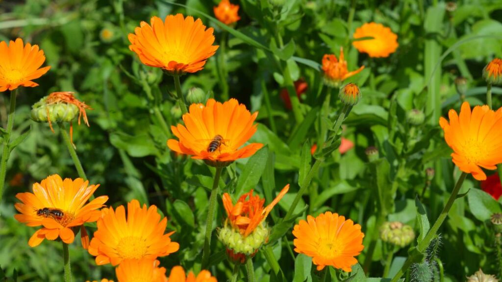Essa flor é símbolo de alegria e costuma florescer logo depois da chuva