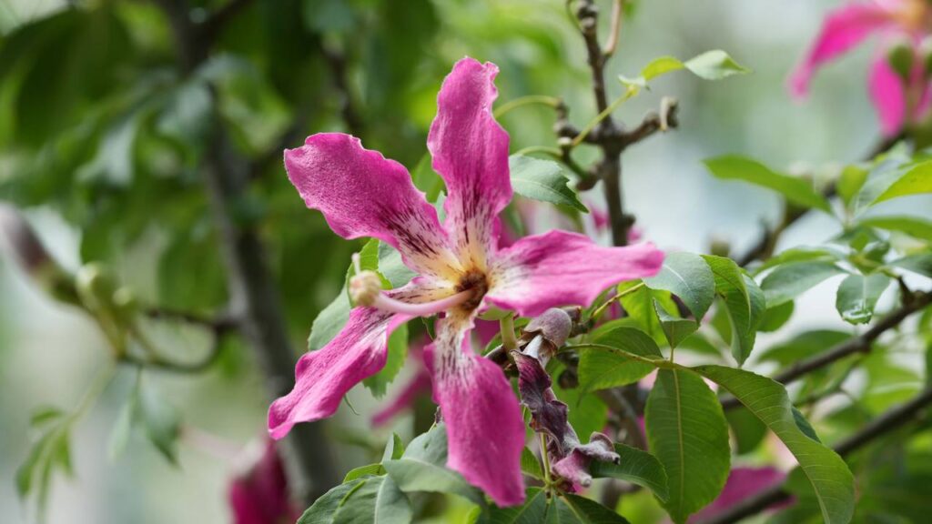 Essa paineira-rosa plantada em família virou parte da nossa história