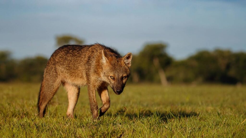 O animal que se orienta mais pelo cheiro do que pela visão e impressiona