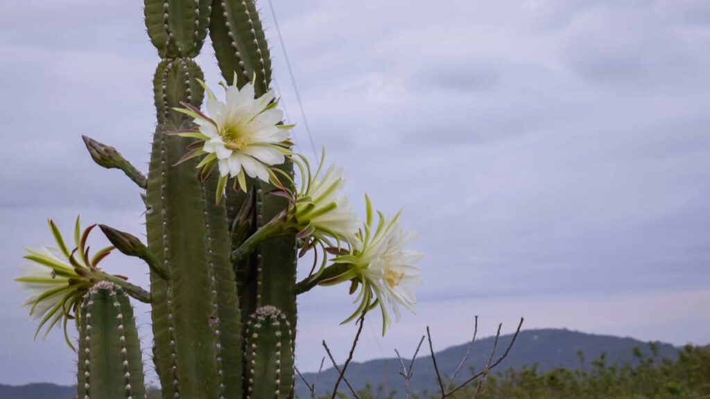 Meu cacto mandacaru resistiu a tudo e me ensinou a fazer o mesmo