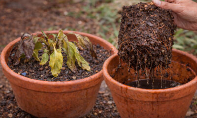 4 sinais de muita água na planta que indicam excesso de rega e podem comprometer o crescimento