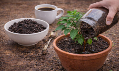 Adubo caseiro com borra de café com passo a passo simples para fortalecer plantas e melhorar o solo