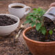 Adubo caseiro com borra de café com passo a passo simples para fortalecer plantas e melhorar o solo
