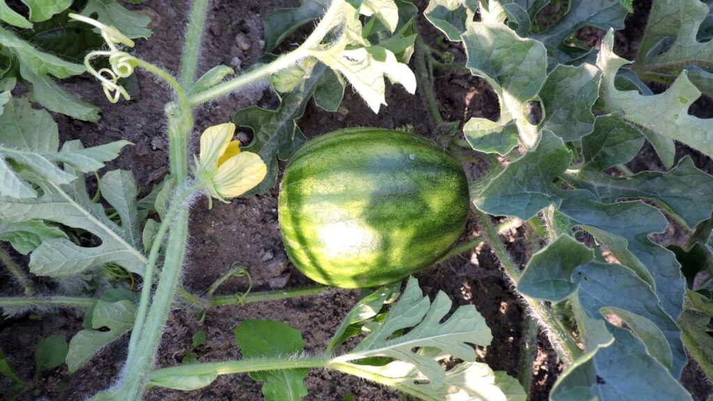 Quem planta mini-melancia em casa se surpreende com o resultado