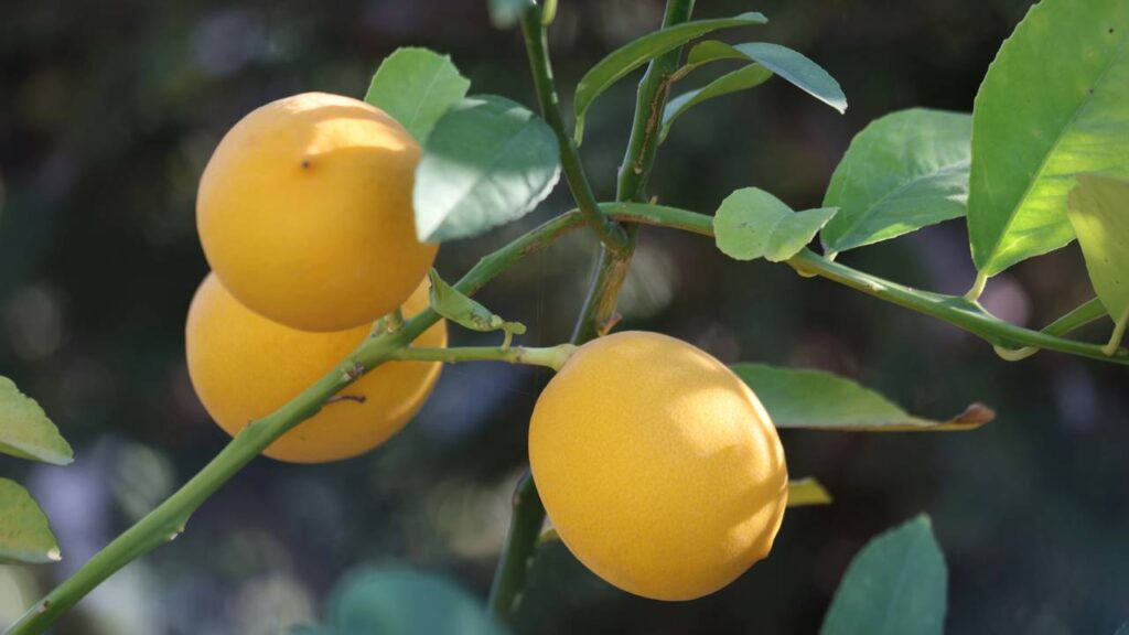 Plantei um limoeiro-siciliano e entendi que cuidar pode ser melhor do que colher