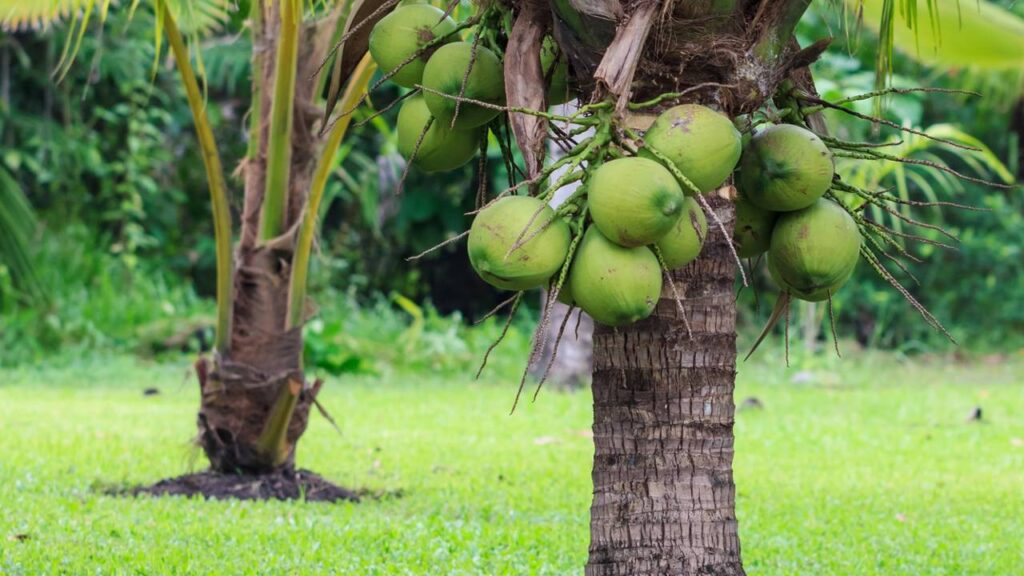 Plantar coco-anão no quintal é mais simples do que parece