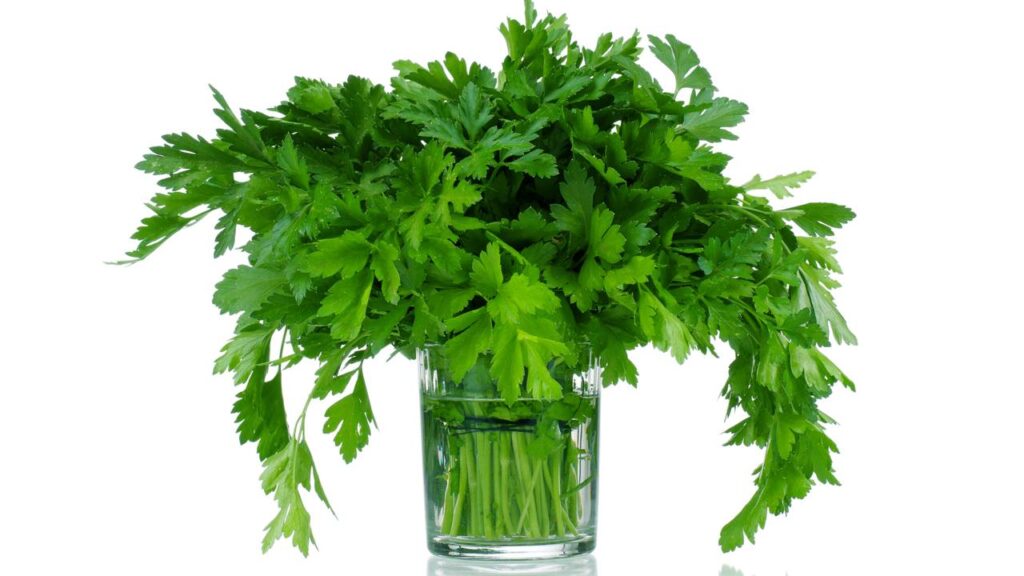 9 ervas em água fáceis de plantar que crescem rápido sem precisar de terra