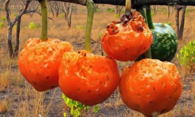 Mulher adulta segurando frutos maduros de mama-cadela colhidos do Cerrado, pele com aparência saudável e iluminada, benefício visível de nutrição natural e cuidado com o corpo, emoção clara de bem-estar e vitalidade.