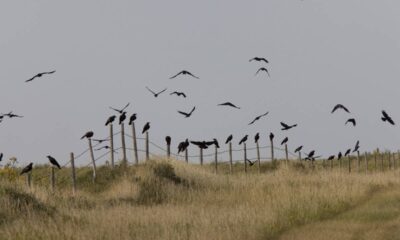 Esse animal inteligente tem uma capacidade mental tão alta que chega a assustar