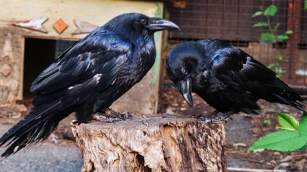 Esse animal inteligente tem uma capacidade mental tão alta que chega a assustar