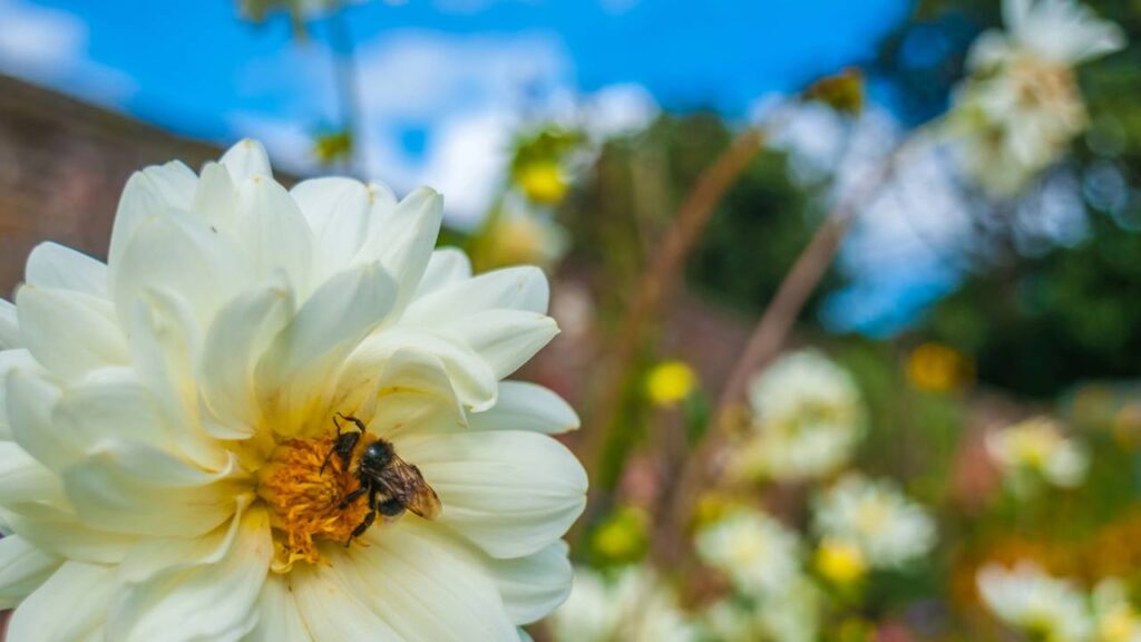 Essa flor branca simboliza respeito e sentimentos verdadeiros