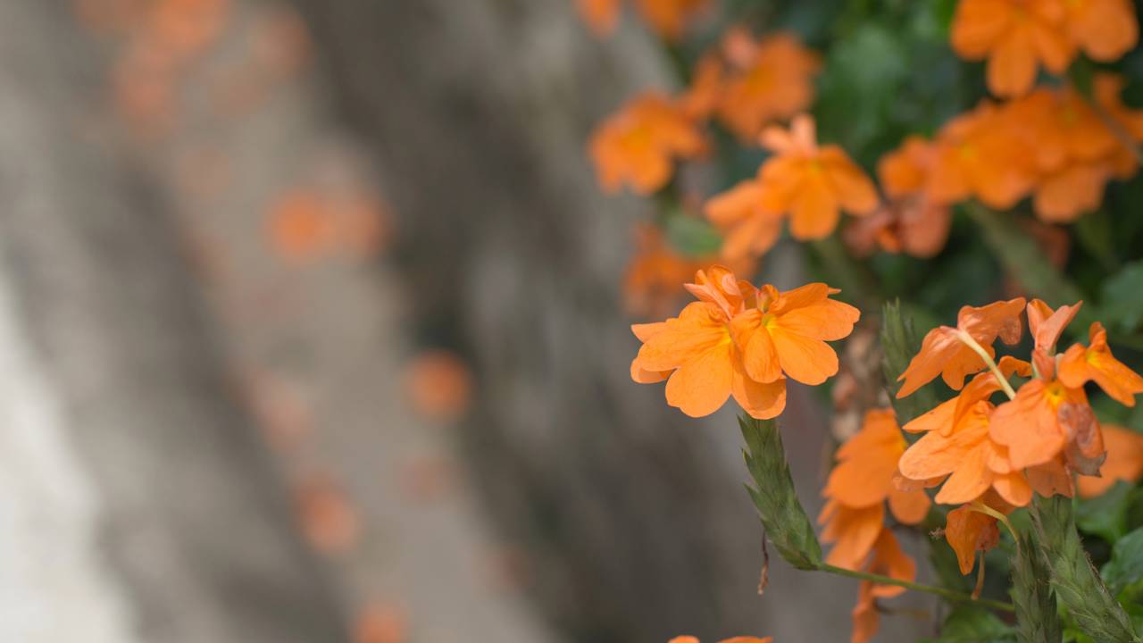 Plantas para cultivar no sol que crescem fortes, bonitas e resistem ao calor
