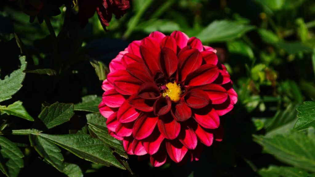 Essa dália gigante virou meu aviso de chuva e floresce sempre antes do tempo mudar