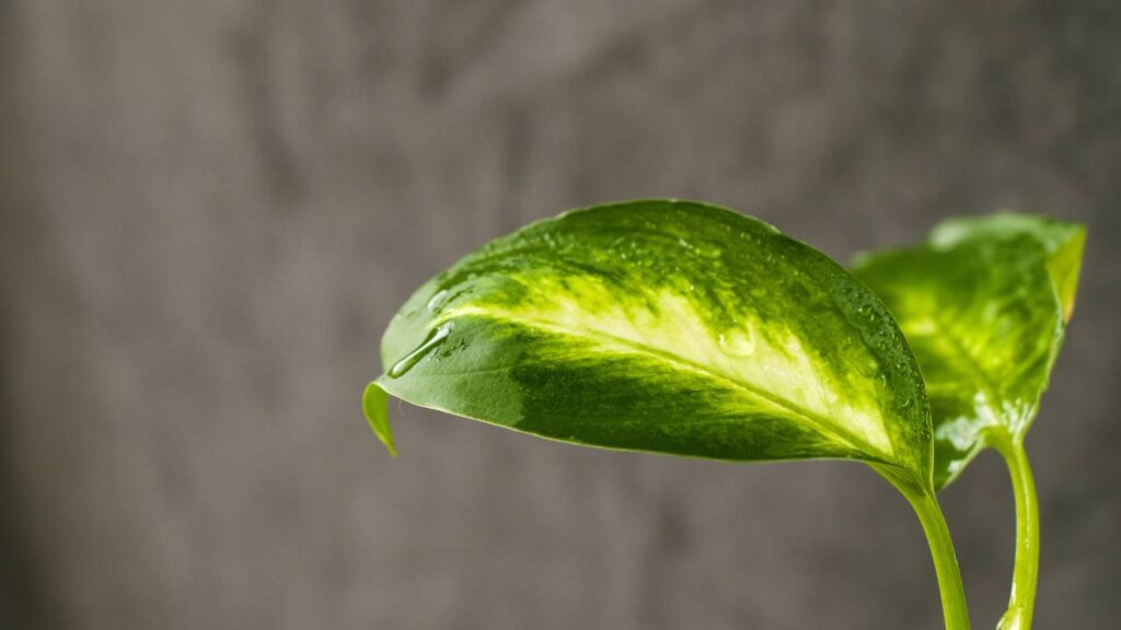 A comigo-ninguém-pode que fica bonita o ano inteiro e ainda custa pouco para manter dentro de casa