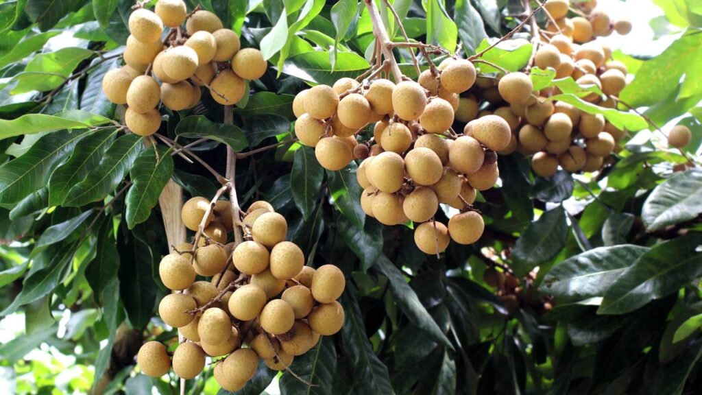 O longan que saiu da Ásia e encontrou espaço no cultivo brasileiro