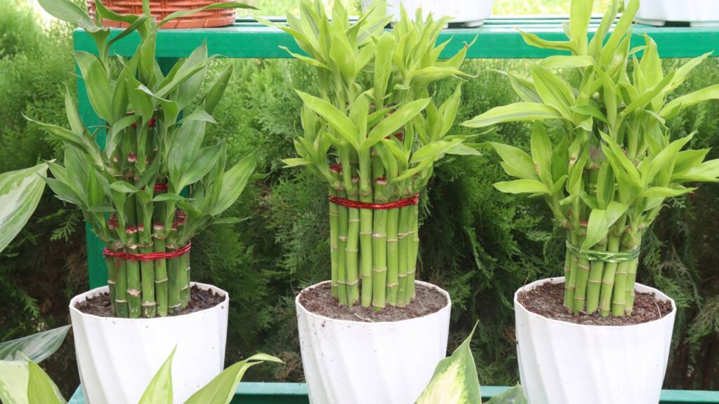 O Bambu da Sorte é uma planta resistente, mas que necessita de paciência - Créditos: depositphotos.com / Jahidul Islam