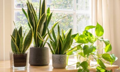 Faça isso e sua Espada de São Jorge cresce rápido dentro de casa sem esforço