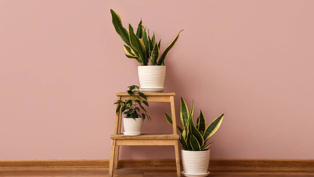 Essas plantas que atraem azar podem estar dentro da sua casa sem você perceber