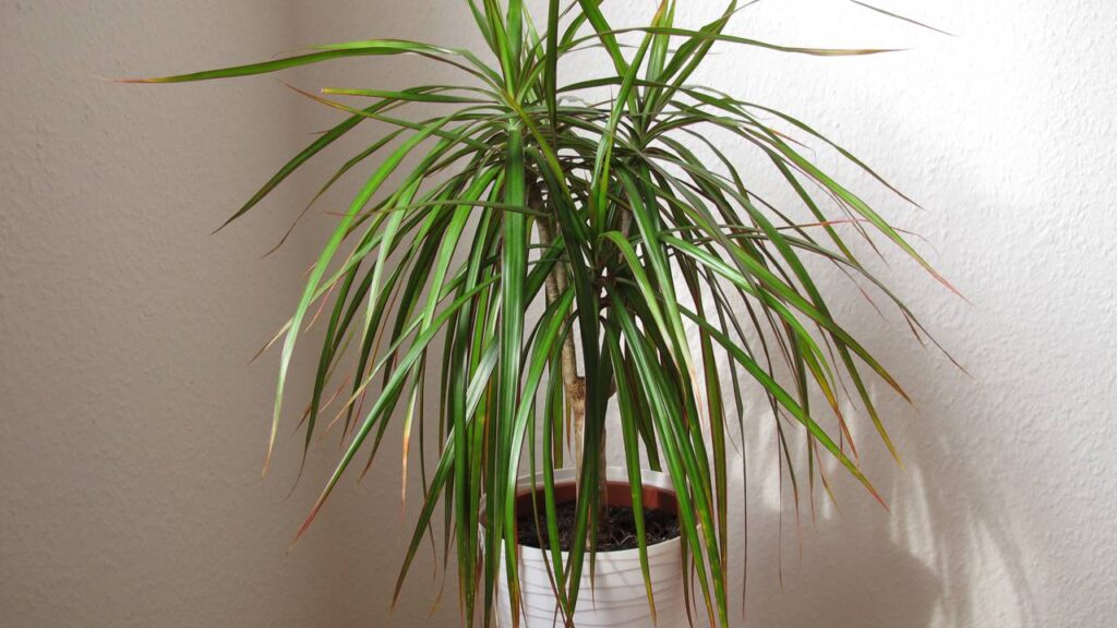 A dracena-marginata é uma planta que lembra crescimento pessoal no tempo certo