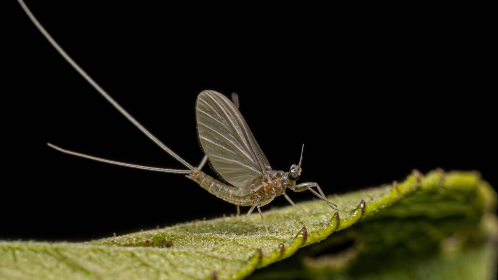 Esse inseto só aparece depois de chuvas fortes e logo some