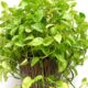 Como cultivar jiboia na água e manter a planta bonita mesmo sem usar terra