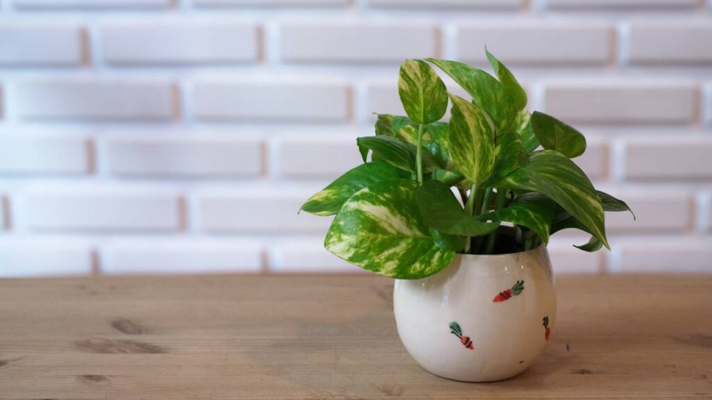 Essa jiboia apareceu do nada e virou o centro da minha varanda