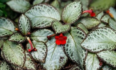 Plantas de sombra para dentro de casa unem decoração e praticidade no dia a dia