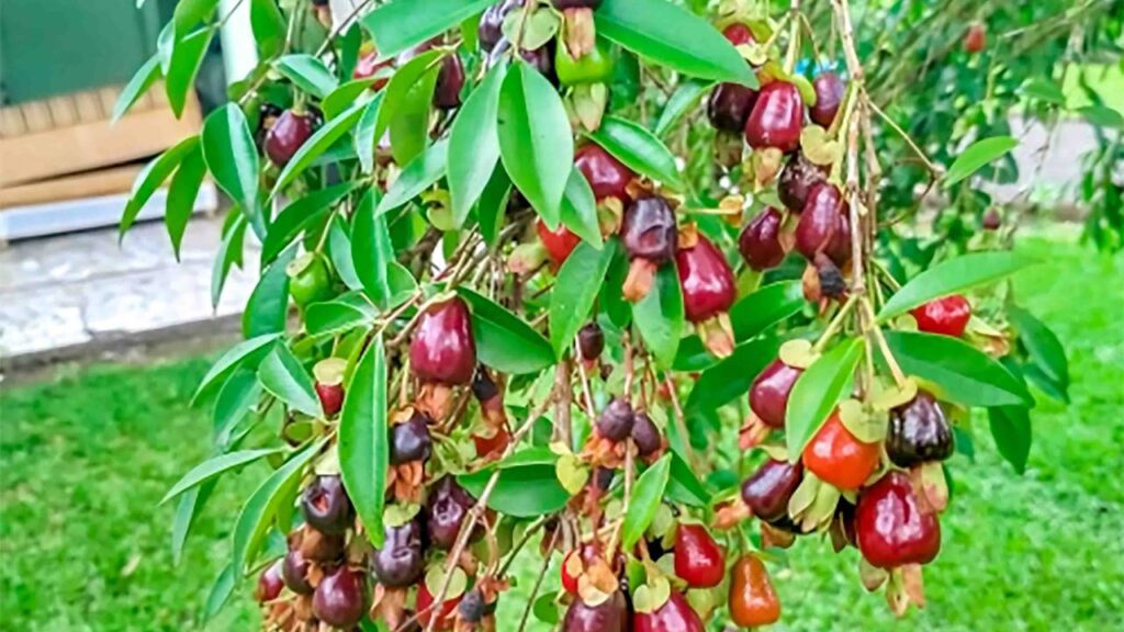 Nem todo mundo conhece essa fruta, mas quem planta não esquece