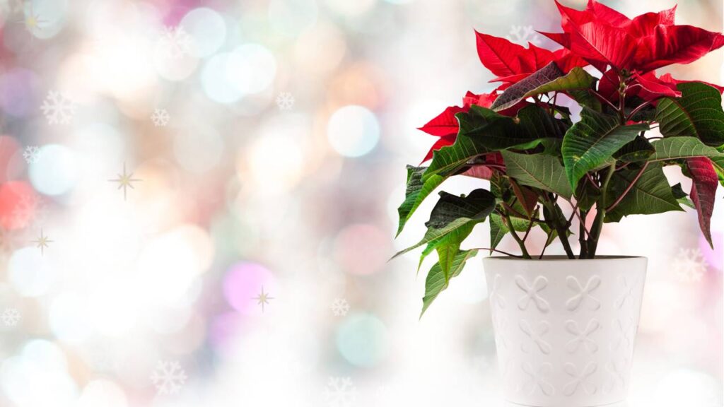 Essa estrela-de-natal brotou depois de meses e me ensinou que nada é em vão