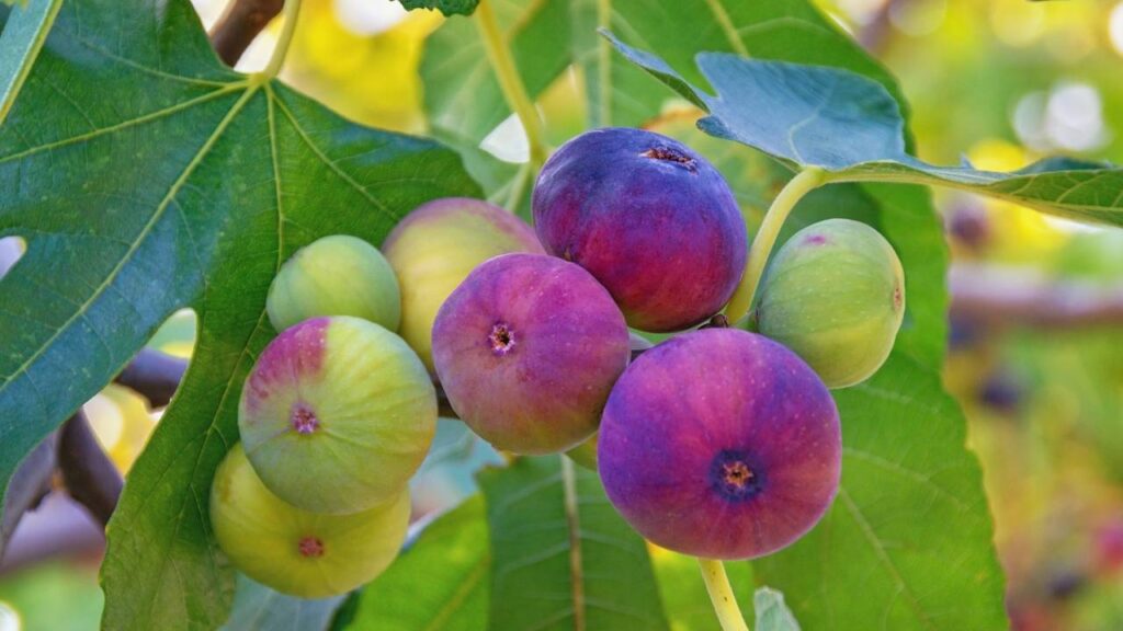 Parei de cobrar e meu figo roxo finalmente começou a dar frutos