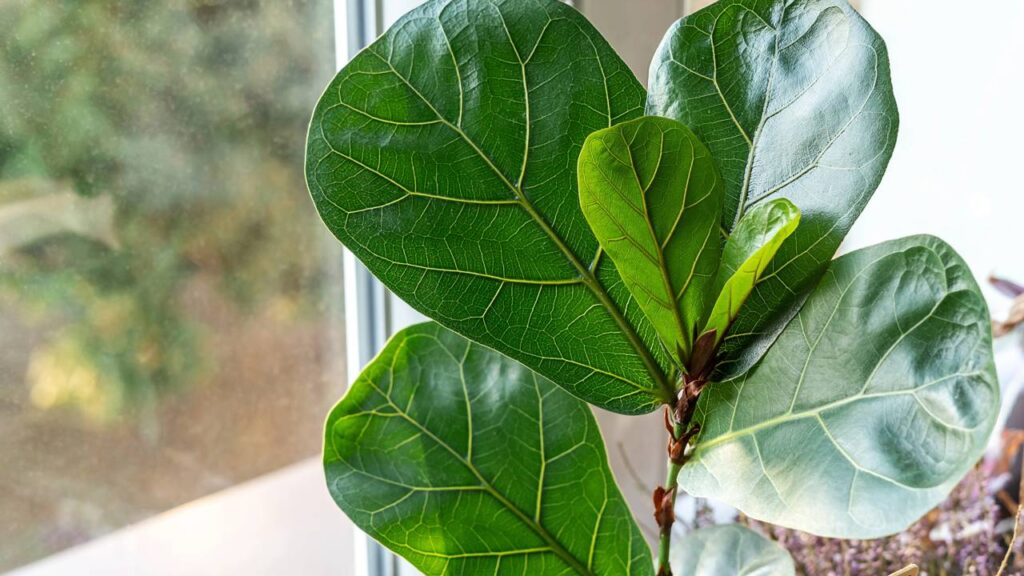 Essa planta virou escolha frequente para marcar novos ciclos