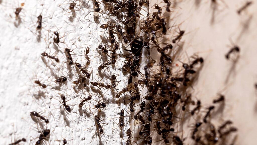 Antes de temporais fortes, algo curioso acontece com esses insetos