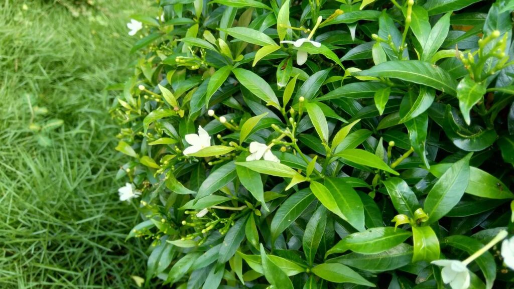 A gardênia-anã que simboliza pureza de sentimentos e encanta pelo perfume delicado