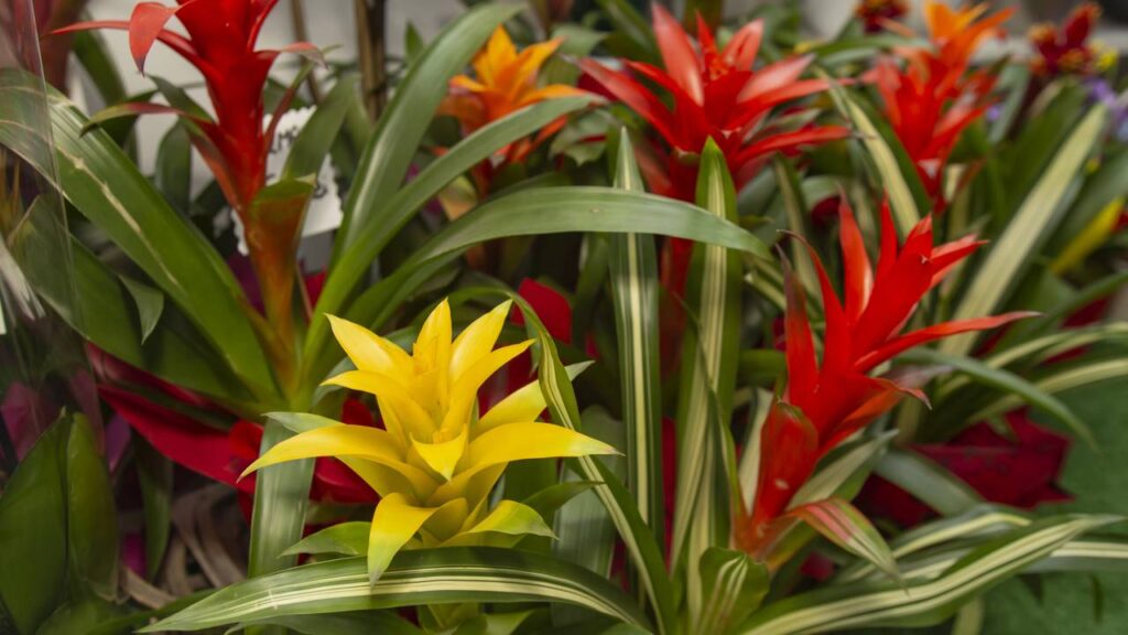 Essa flor tropical deixa qualquer vaso simples mais elegante