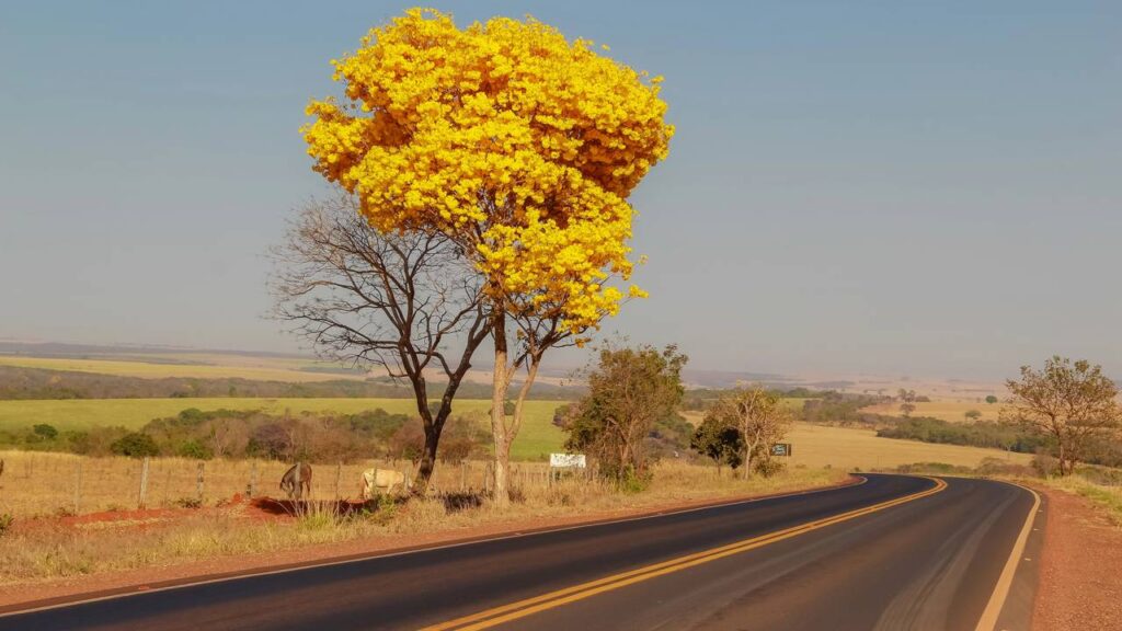 Por que algumas árvores florescem justamente quando o clima está seco