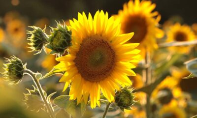 Como cultivar girassol desde a semente e ter plantas fortes e floridas em pouco tempo