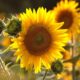 Como cultivar girassol desde a semente e ter plantas fortes e floridas em pouco tempo