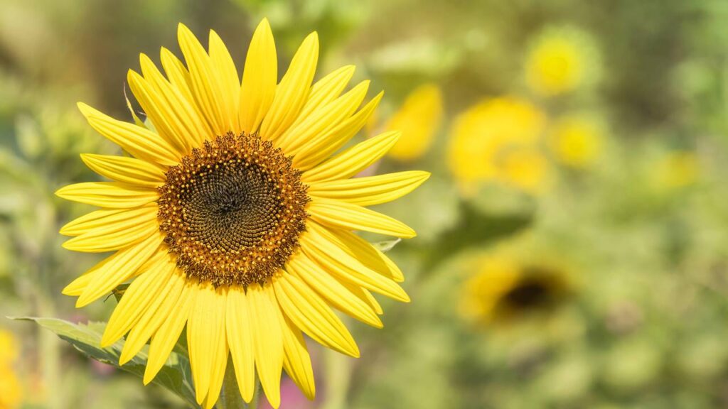 Como cultivar girassol desde a semente e ter plantas fortes e floridas em pouco tempo