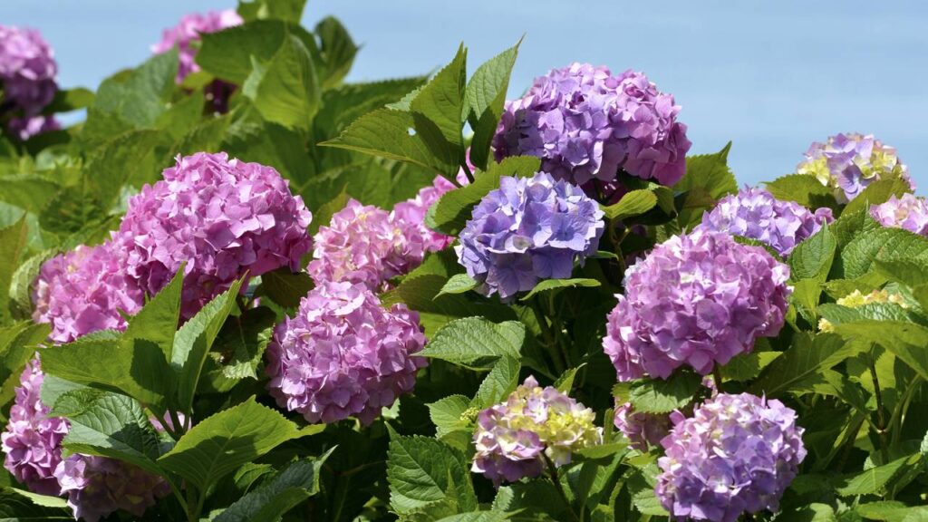 A flor que muda de cor conforme o clima e encanta quem gosta de jardim