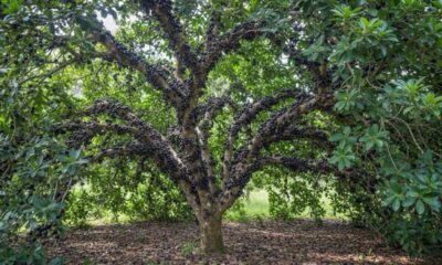 Essa jabuticabeira cresceu tanto que mudou a rotina da casa