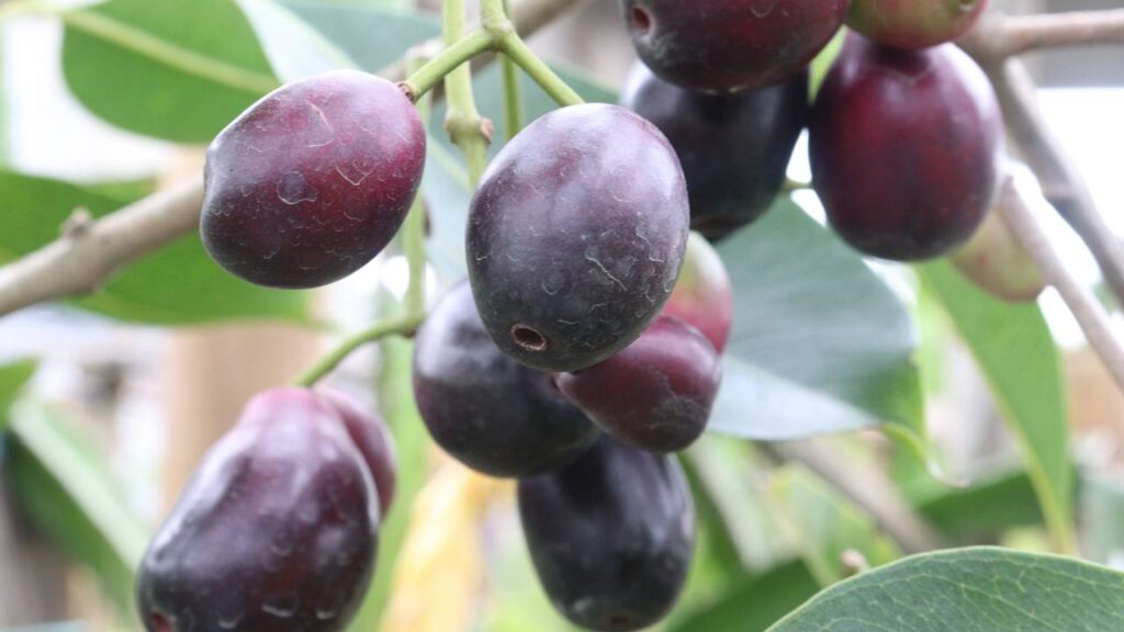 O jamelão que une beleza no paisagismo e produção generosa de frutos