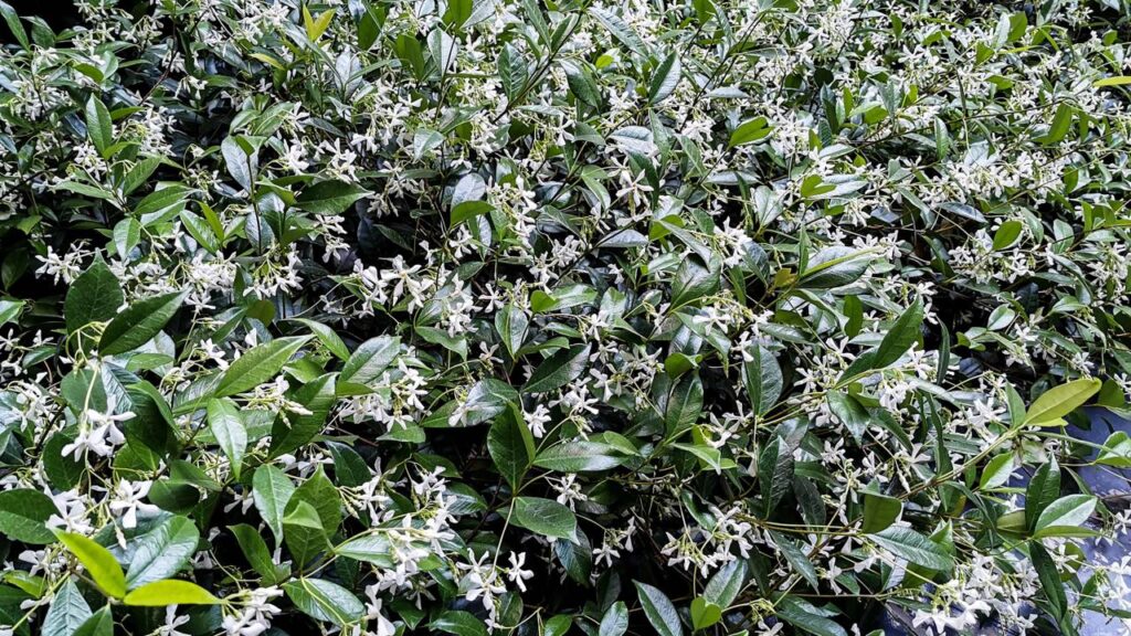 Por que algumas plantas soltam perfume só depois que a noite chega