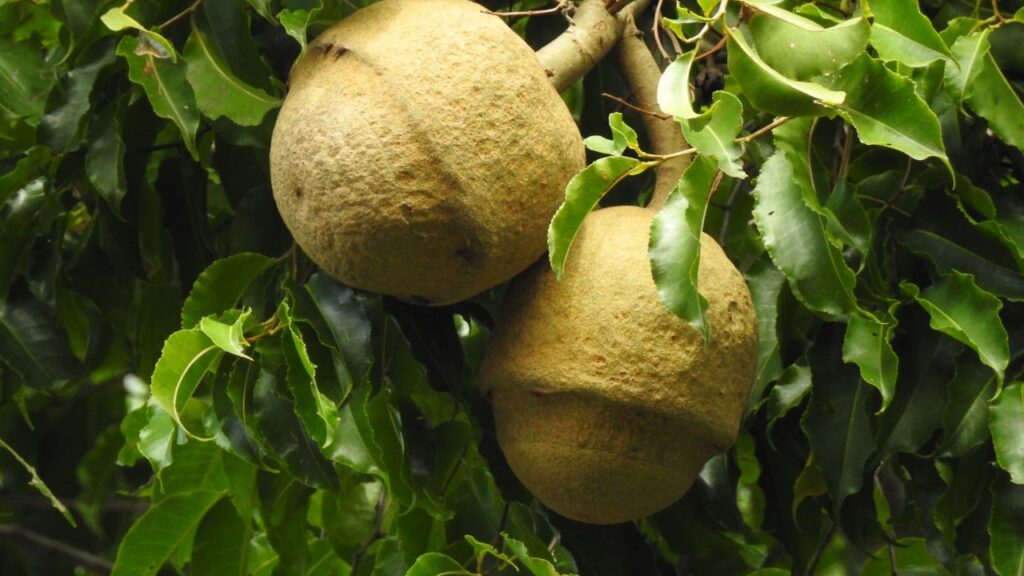 A sapucaia cresce forte em quintais grandes e surpreende pelo fruto