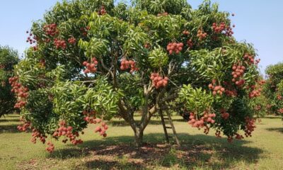 Plantar lichia enxertada em casa facilita a colheita e reduz o tempo de espera