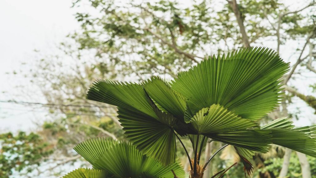 A palmeira-leque é associada à tranquilidade e ao bem-estar no lar