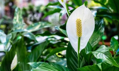 As mais lindas plantas de sombra do momento que vão transformar seu ambiente