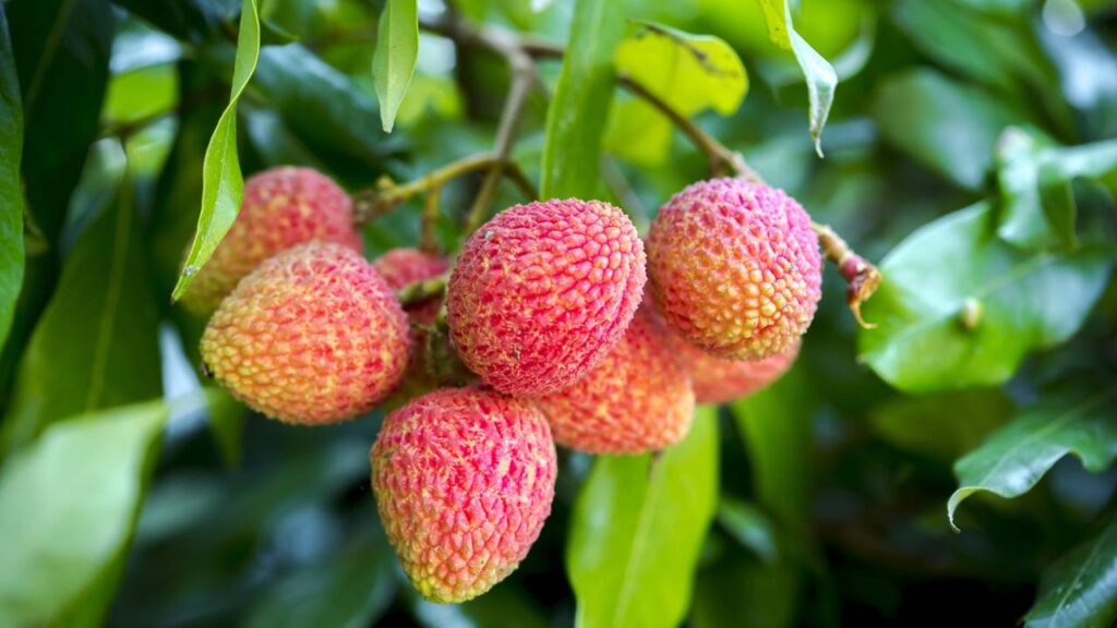 Plantar lichia enxertada em casa facilita a colheita e reduz o tempo de espera