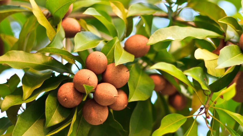 Muita gente não sabe, mas o sapoti pode produzir mais cedo desse jeito