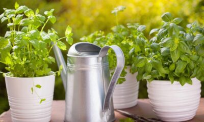 9 ervas em água fáceis de plantar que crescem rápido sem precisar de terra